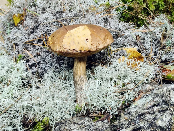 Pilz im Moos aus nächster Nähe — Stockfoto
