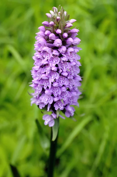 stock image Orchis