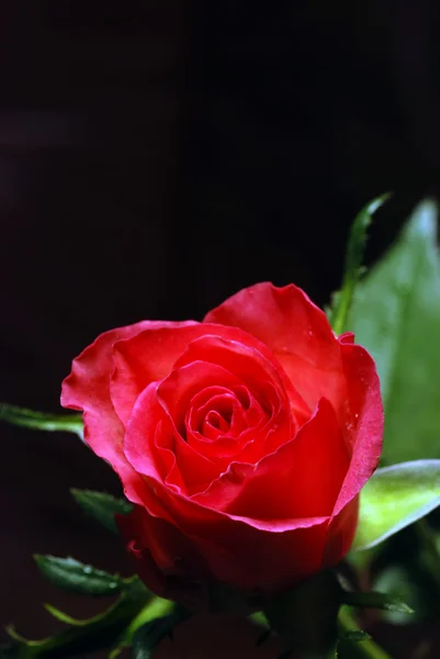 Fresh rose Stock Photo