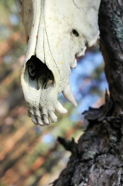 Bir Yırtıcının kafatasına — Stok fotoğraf