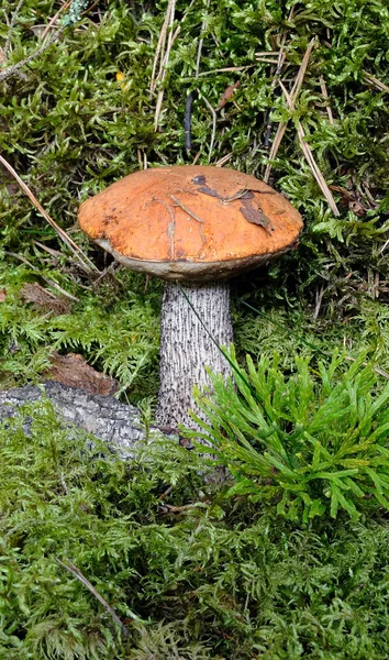 Mushroom in moss close up — Stock Photo, Image