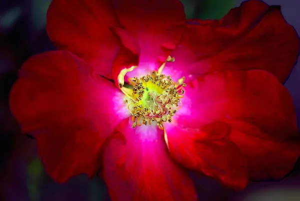 红色的花 — 图库照片