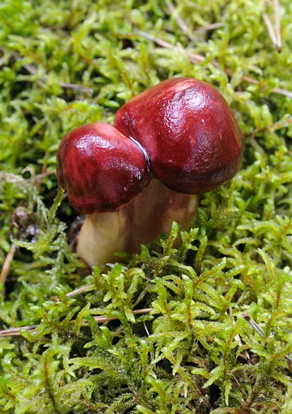 Красный гриб в мху — стоковое фото