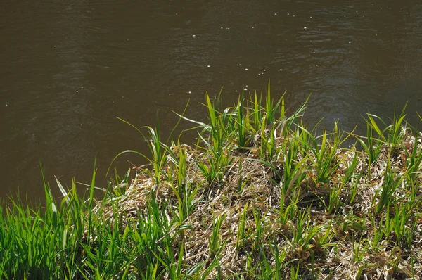 Tráva v řece — Stock fotografie