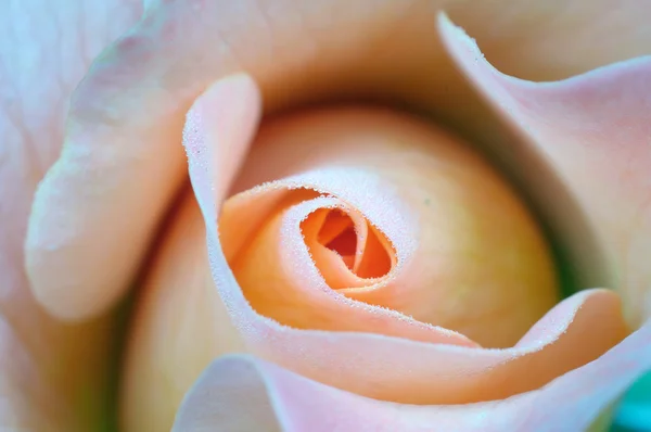 ดอกกุหลาบสด — ภาพถ่ายสต็อก