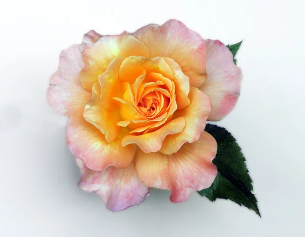 Čerstvé růže, něha — Stock fotografie