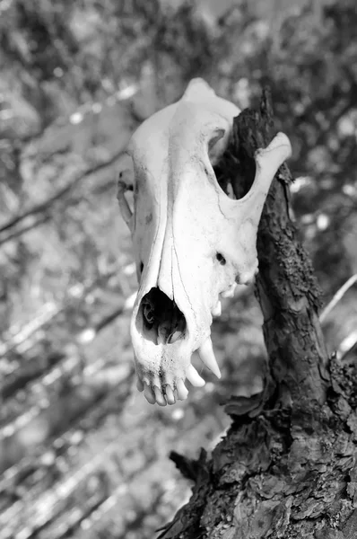 Crâne d'un prédateur — Photo