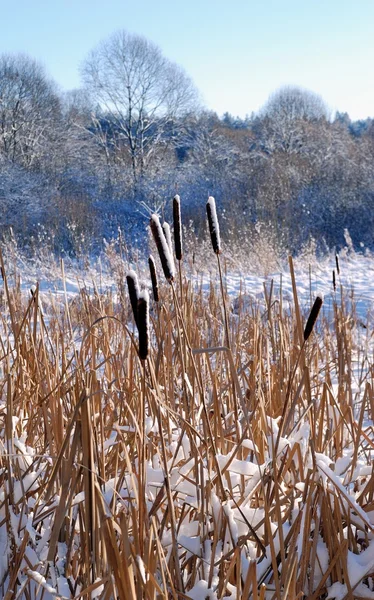 Neve su un bastone — Foto Stock