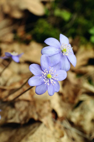 Bellissimo fiore di primavera — Foto Stock