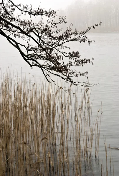 Jaro. ranní mlha — Stock fotografie