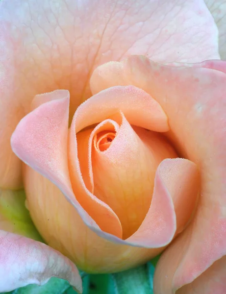Čerstvé růže, něha — Stock fotografie