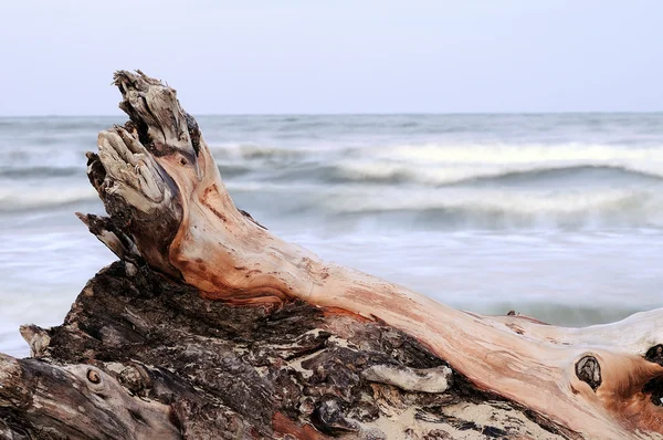 在海岸上抛出的树 — 图库照片