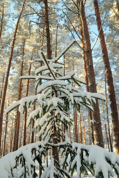 Téli hó és a fák. — Stock Fotó