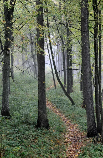 Orman sonbahar siste — Stok fotoğraf