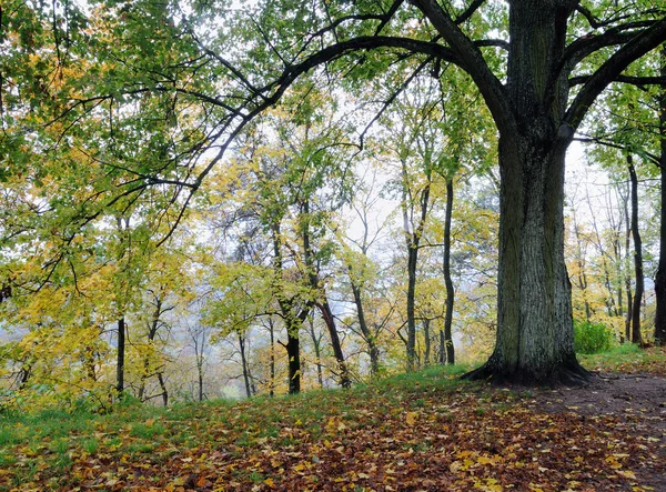 Podzimní mlha v lese — Stock fotografie