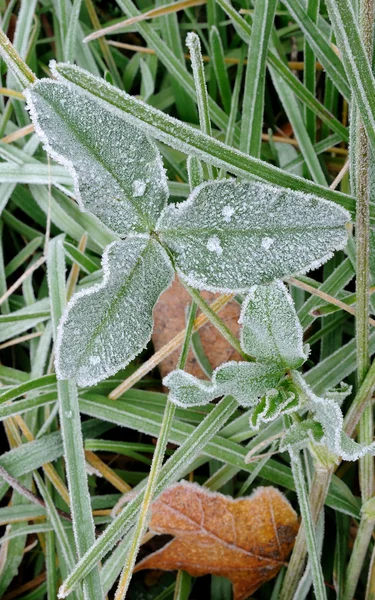 Морозний трави — стокове фото