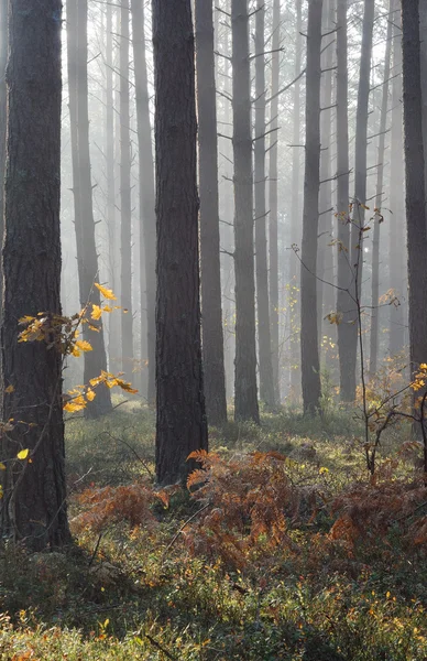 Nebbia autunnale nella foresta — Foto Stock