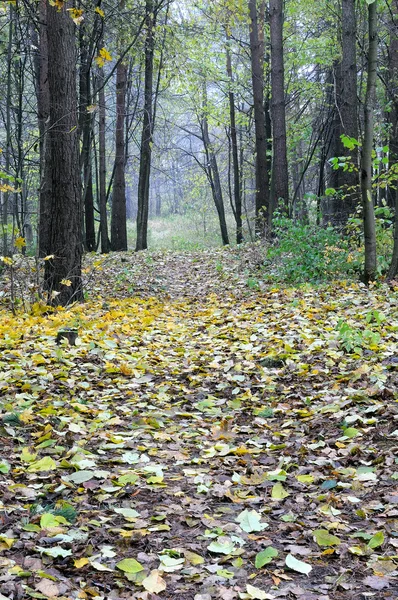 Brume d'automne dans la forêt — Photo