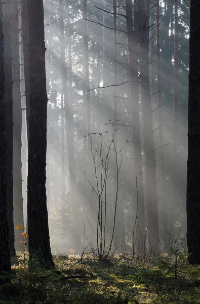 フォレスト内の秋の霧 — ストック写真
