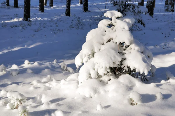 Χειμώνα χιόνι και δέντρα. — Φωτογραφία Αρχείου
