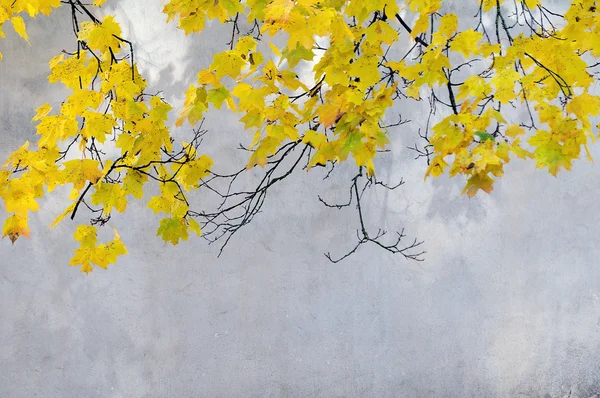 Žluté listy javor — Stock fotografie