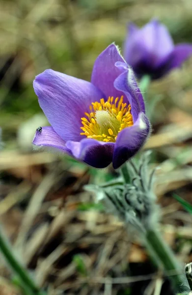 Весняна квітка — стокове фото