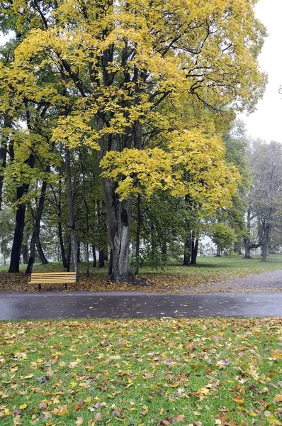 Autumn mist in park — Stock Photo, Image