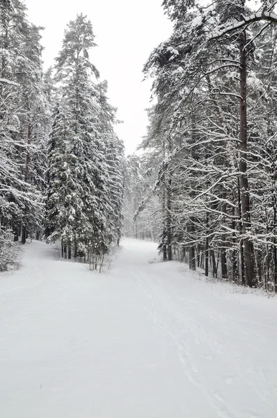 Skogen på vintern — Stockfoto