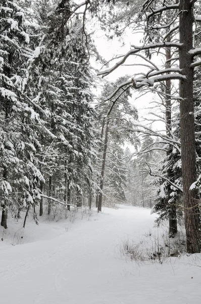 Bos in de winter — Stockfoto