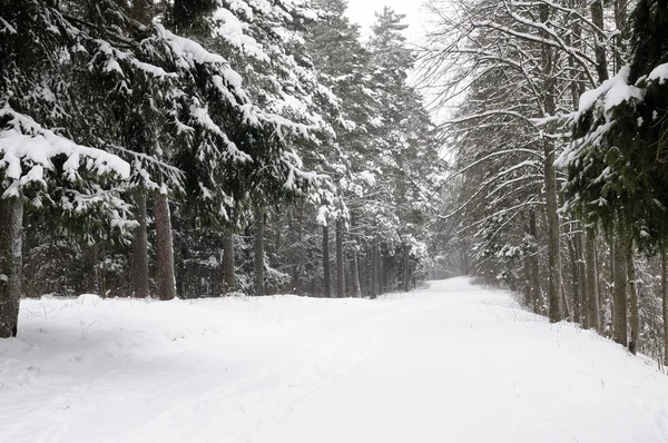 Wald im Winter — Stockfoto