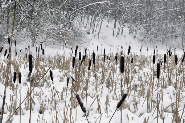 Снег на трости, озеро в лесу . — стоковое фото