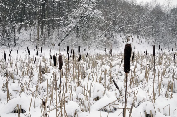 Snow on a cane, lake in forest. — Stockfoto
