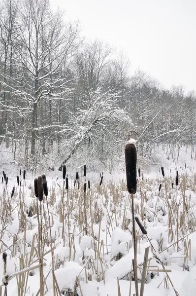 雪上一根拐杖，在森林中的湖. — 图库照片
