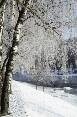 Huş ağacı dalları üzerinde hoarfrost