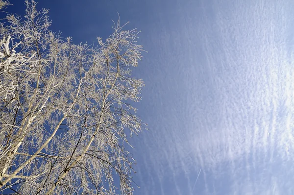 Hoarfrost on birch branches — Stock Photo, Image