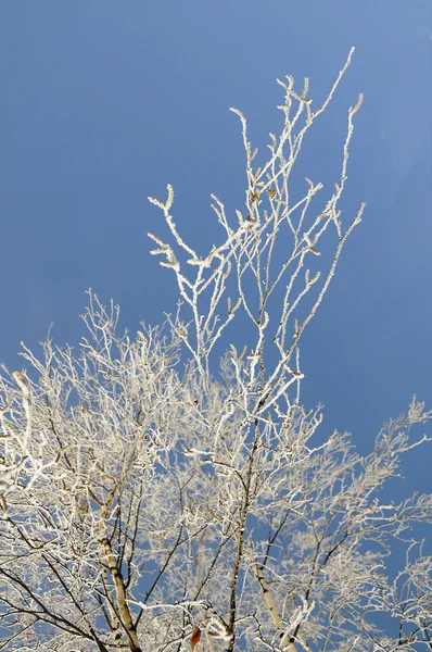 Hoarfrost on birch branches — Stock Photo, Image