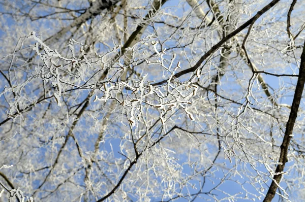 Huş ağacı dalları üzerinde hoarfrost — Stok fotoğraf
