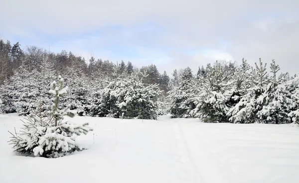 Vinter fantasi i skogen — Stockfoto