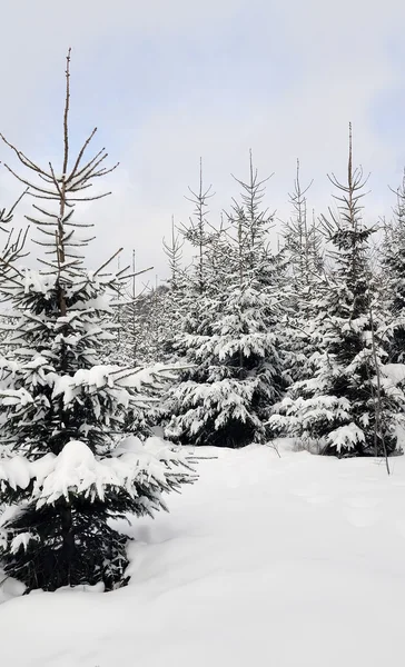Winter fantasie in bos — Stockfoto
