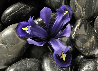 Spring iris in stones clipart