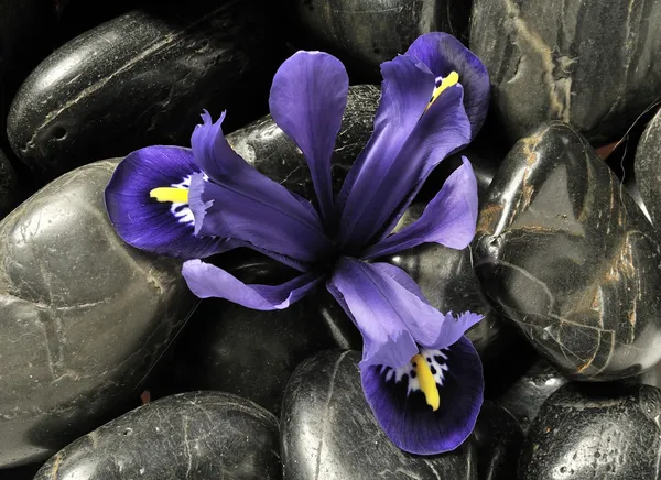 Frühling Iris in Steinen — Stockfoto