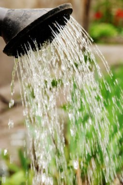 Watering can clipart