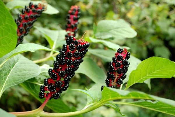 Black berries — Stock Photo, Image