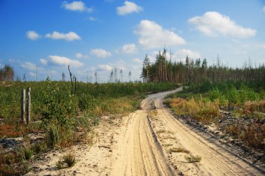 Aging road in copse clipart