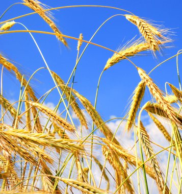 Golden wheat in the blue sky clipart