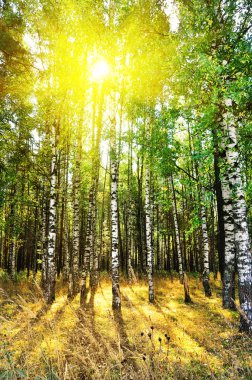 Birch trees in forest clipart