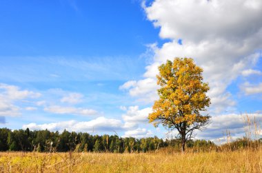 Bright colored fall tree with clear blue clipart