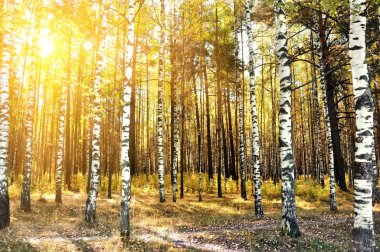 Birch trees in a summer forest clipart