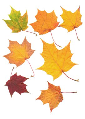 Real maple tree leaf isolated on white s clipart