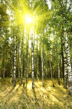 Birch trees in forest clipart